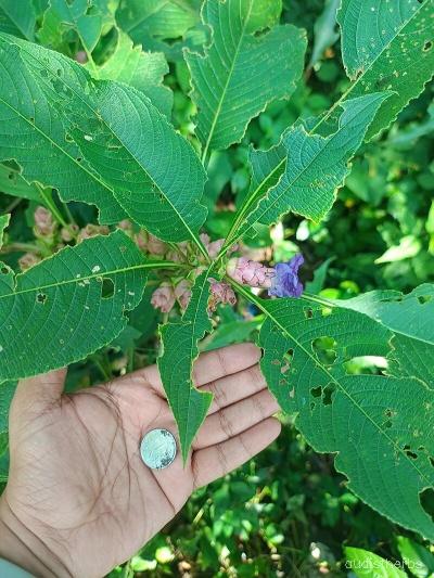 Strobilanthes callosus leaf1.jpg